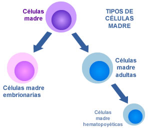 Resultado de imagen de las células madre embrionarias 